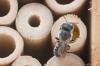 Osmia sp.